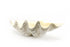 buy giant clam shell